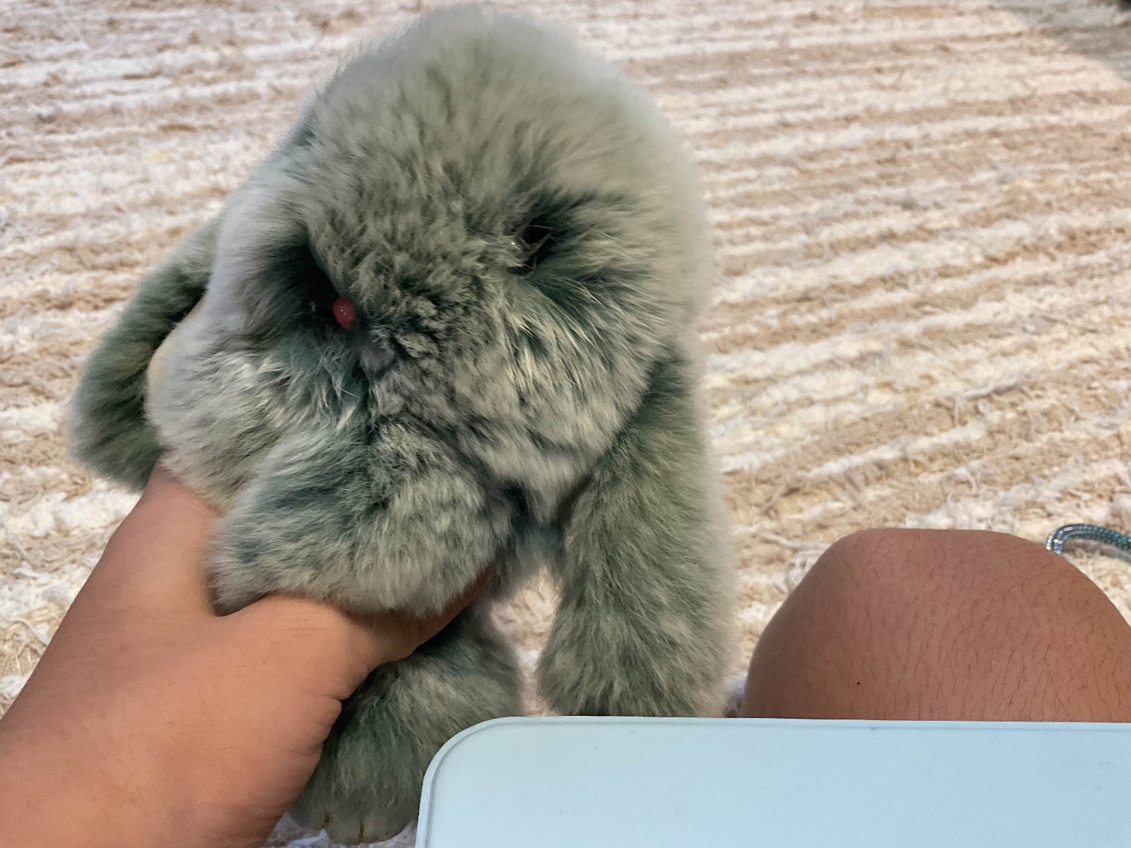 Coelho de pelo — foto 4 de 4